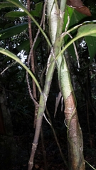 Dypsis minuta