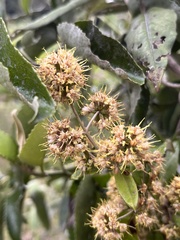 Ribbon plant (Apodocephala)