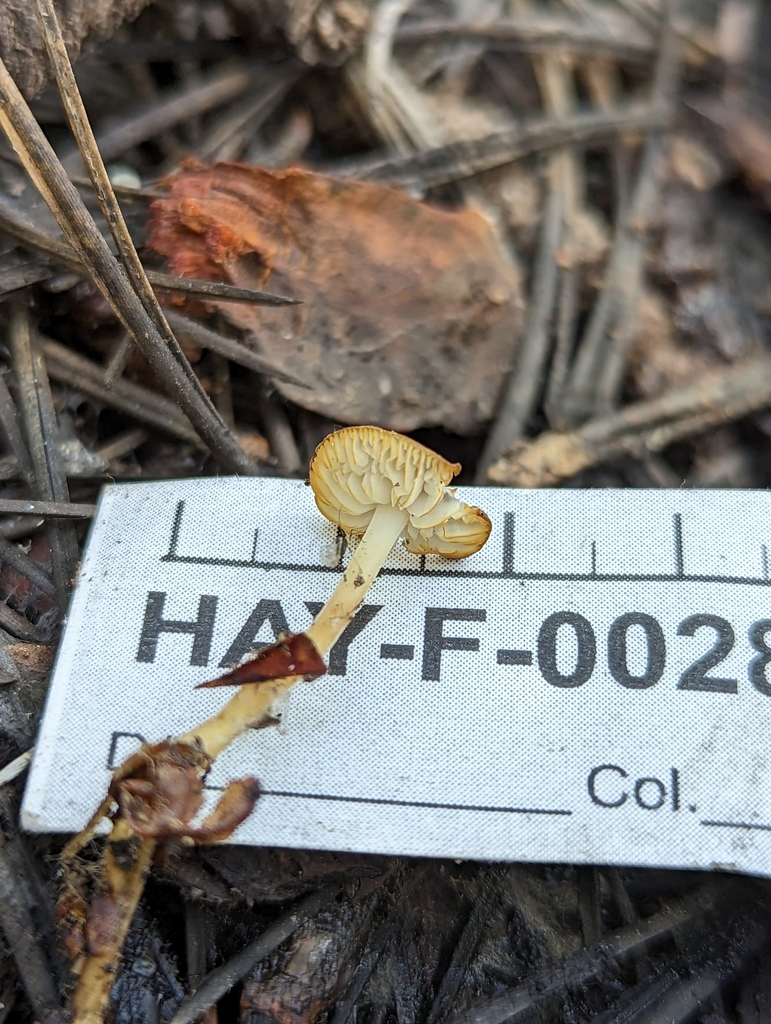 Strobilurus in April 2023 by Stu Pickell · iNaturalist
