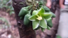 Brexia madagascariensis