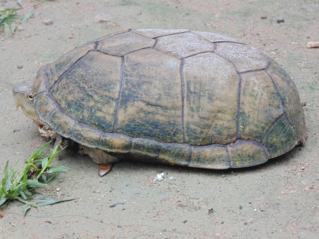 Durango Mud Turtle