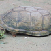 Durango Mud Turtle - Photo (c) llimy, some rights reserved (CC BY-NC)