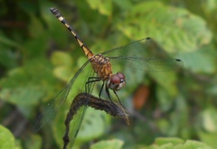 Erythrodiplax umbrata