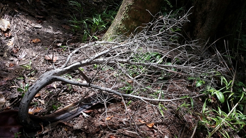 Image of Dypsis carlsmithii by no rights reserved