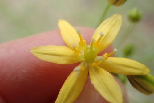 Image of Bloomeria clevelandii by (c) Millie Basden, some rights reserved (CC BY)