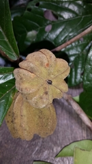 Nesogordonia thouarsii