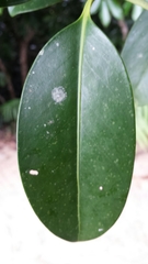 Peponidium