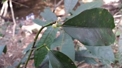 Clusiaceae
