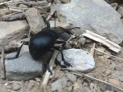 Timarcha tenebricosa