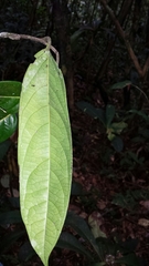 Diospyros gracilipes