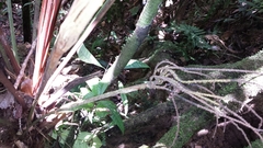 Dypsis vonitrandambo