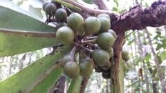 Oncostemum macrostachyum