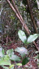 Clusiaceae