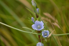 Lomatogonium rotatum