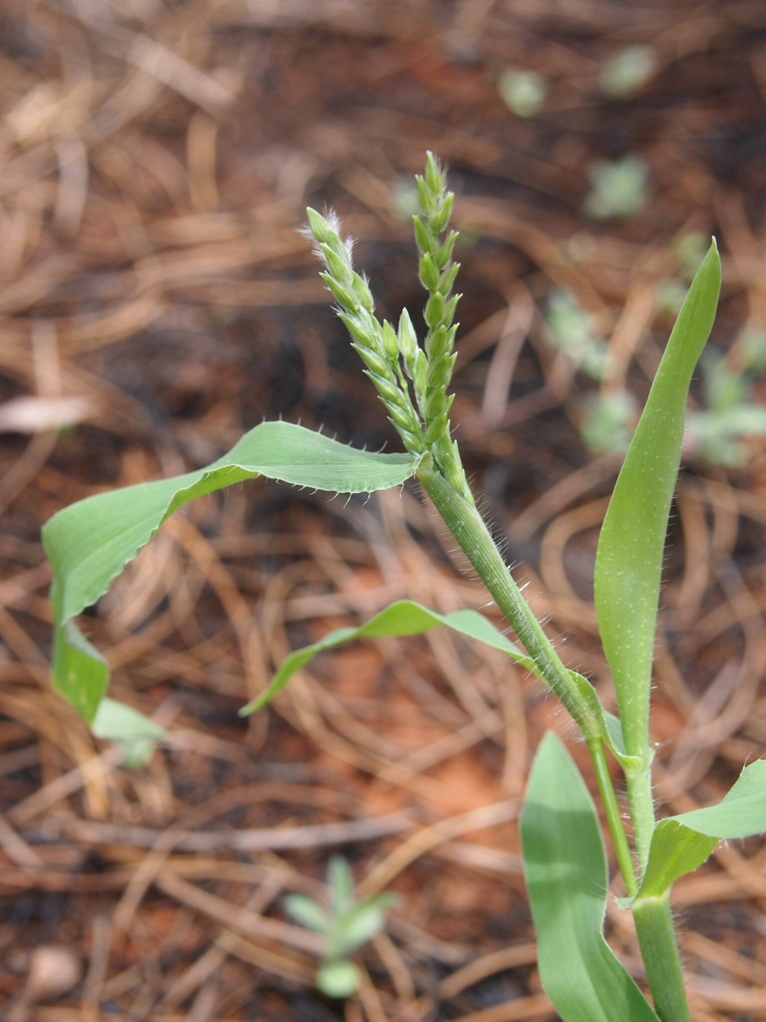 Urochloa piligera