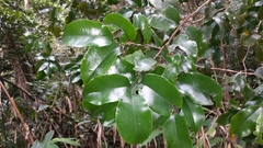 Mauloutchia parvifolia