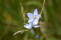 Lomatogonium rotatum