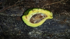 Mauloutchia parvifolia