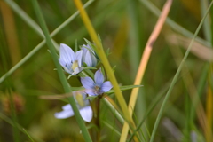 Lomatogonium rotatum