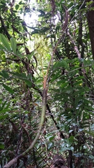 Dypsis confusa
