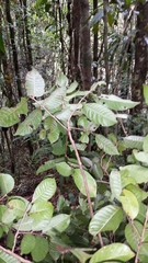 Plagioscyphus cauliflorus