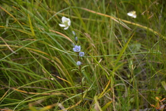 Lomatogonium rotatum