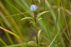 Lomatogonium rotatum