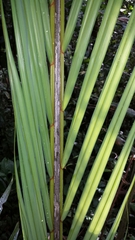 Dypsis