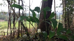 Clusiaceae