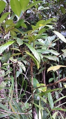 Gaertnera phyllosepala