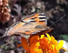 Aglais caschmirensis
