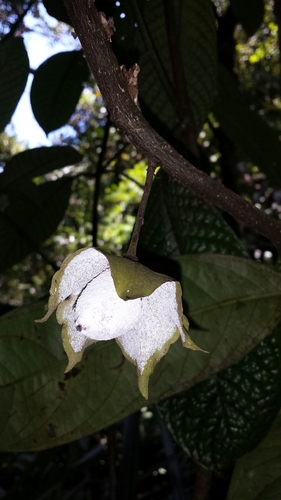 Diospyros megasepala