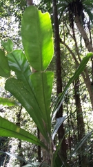Phyllarthron antongiliense