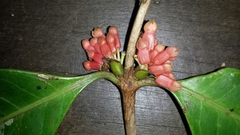 Pyrostria