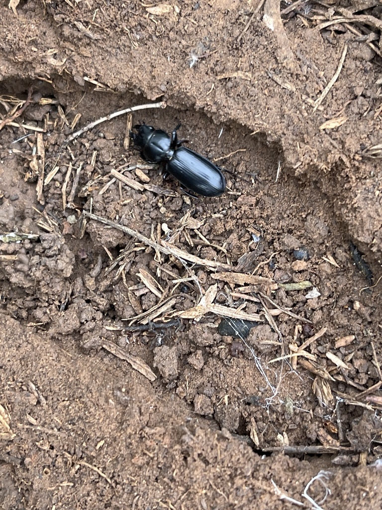 Big-headed Ground Beetle from Iowa Park, TX, US on April 28, 2023 at 06 ...