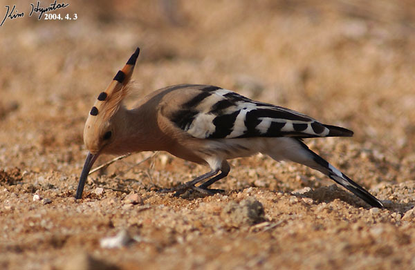 Common Hoopoe