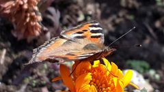 Aglais caschmirensis