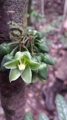 Brexia madagascariensis