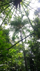 Dypsis carlsmithii