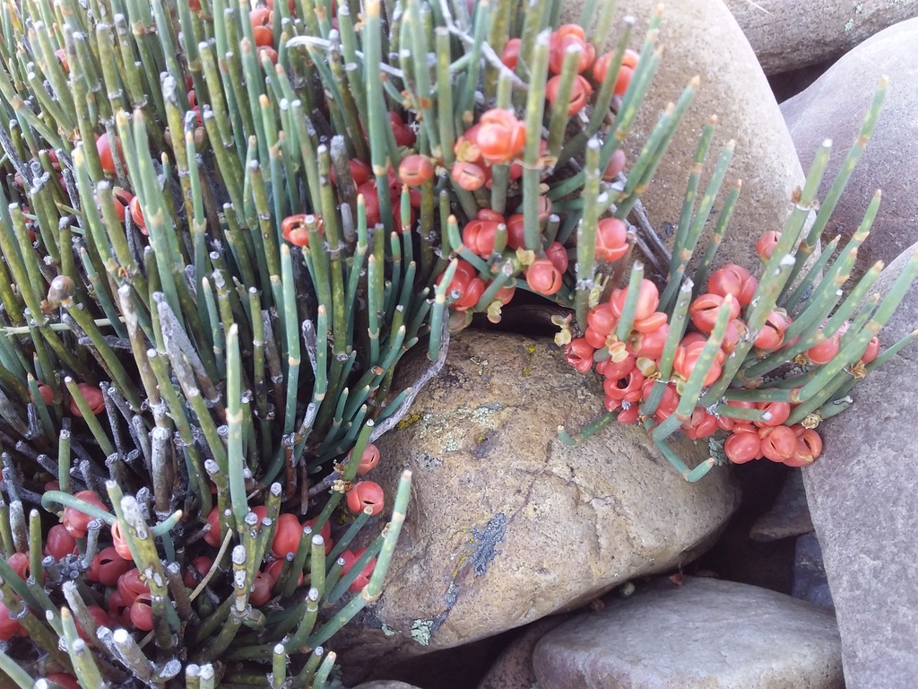 Ephedra rupestris