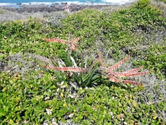 Gasteria acinacifolia
