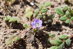 Phacelia douglasii