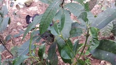 Clusiaceae