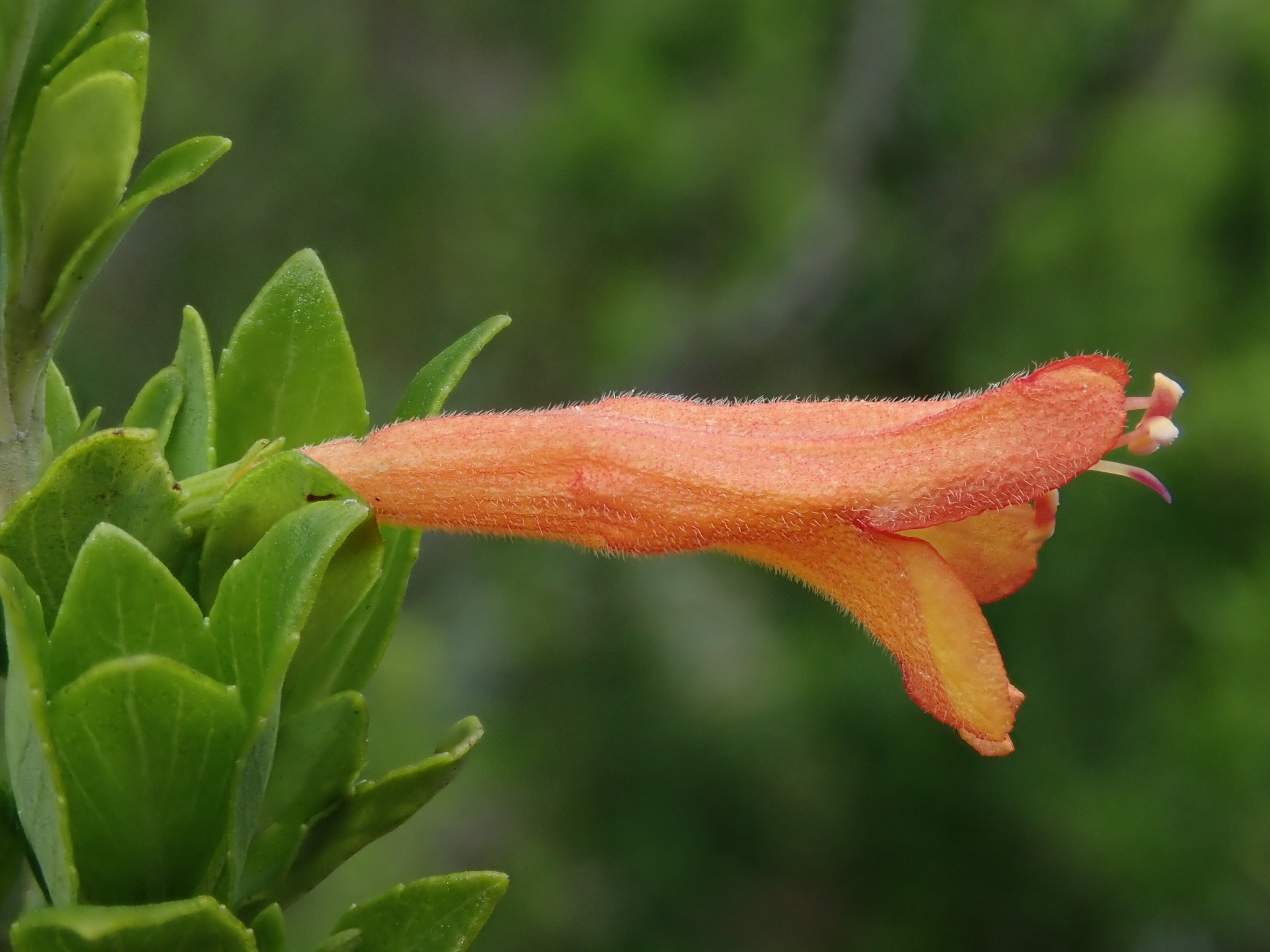 Clinopodium taxifolium image