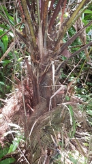 Dypsis vonitrandambo