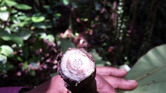 Oncostemum macrostachyum