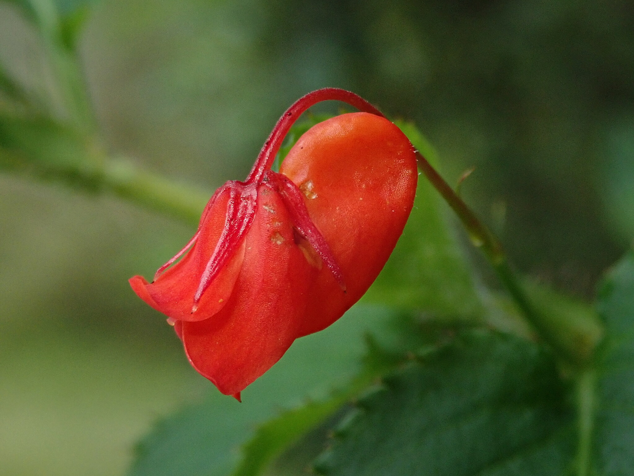 Viola arguta image