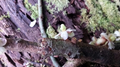 Clusiaceae