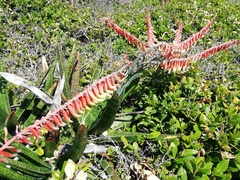 Gasteria acinacifolia