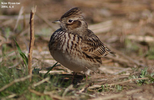 Foto de Eurasian Skylark